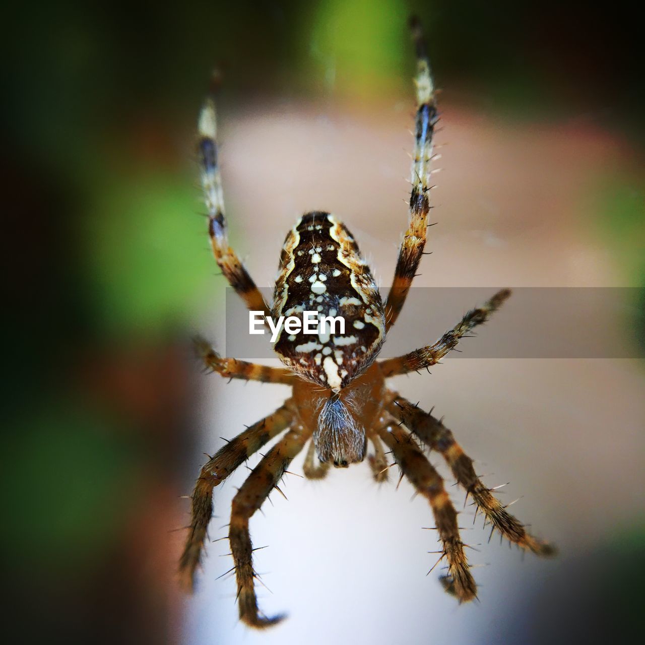 Close-up of hanging spider