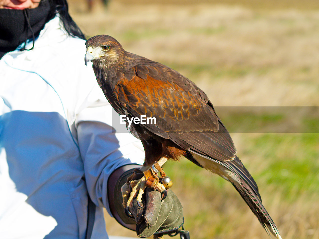 CLOSE-UP OF SPARROW PERCHING ON MAN