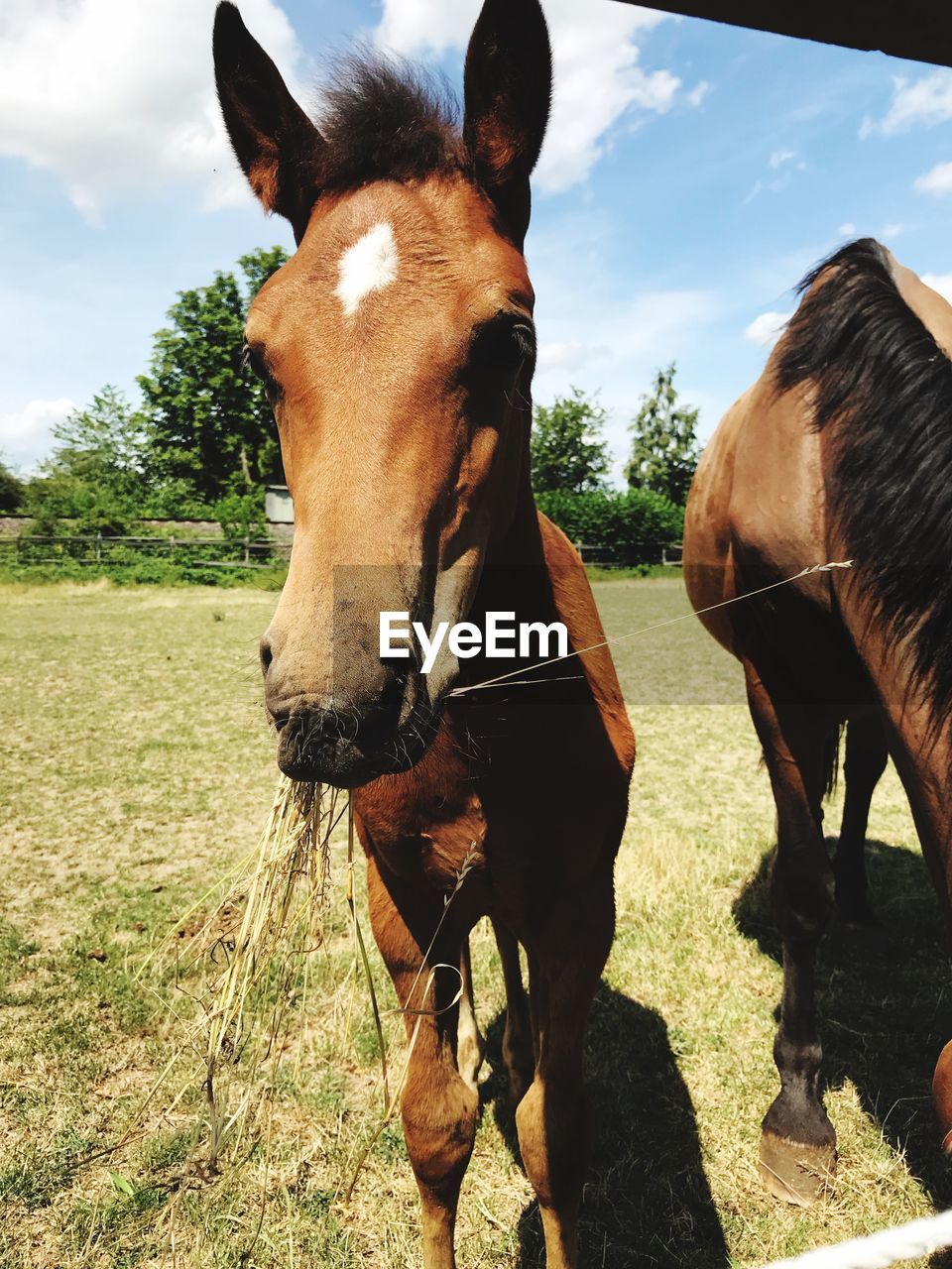 HORSE STANDING IN FIELD