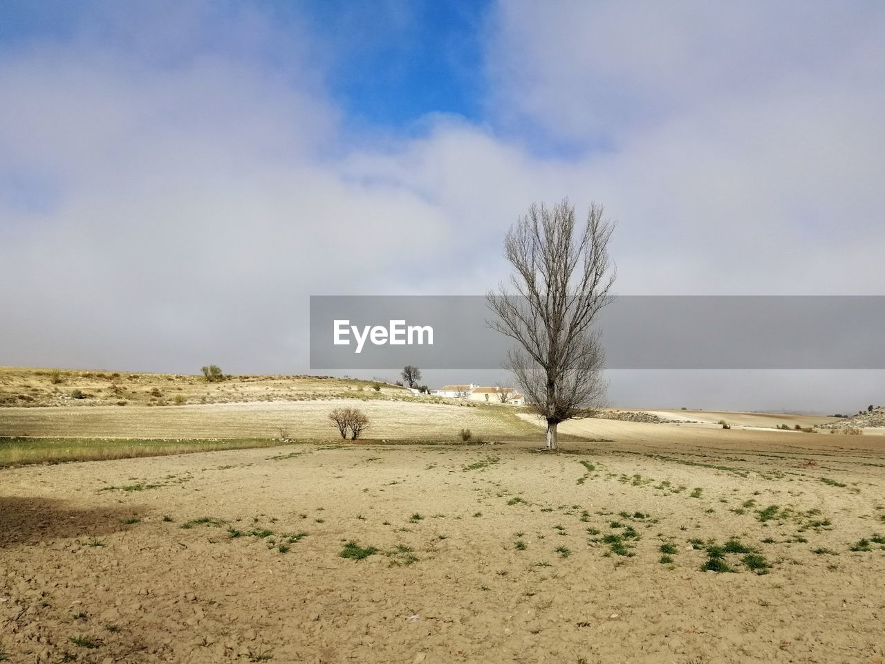 A house and a large poplar in the middle of the countryside guarantee a quiet life.