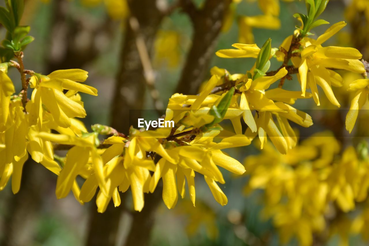 CLOSE-UP OF YELLOW FLOWER