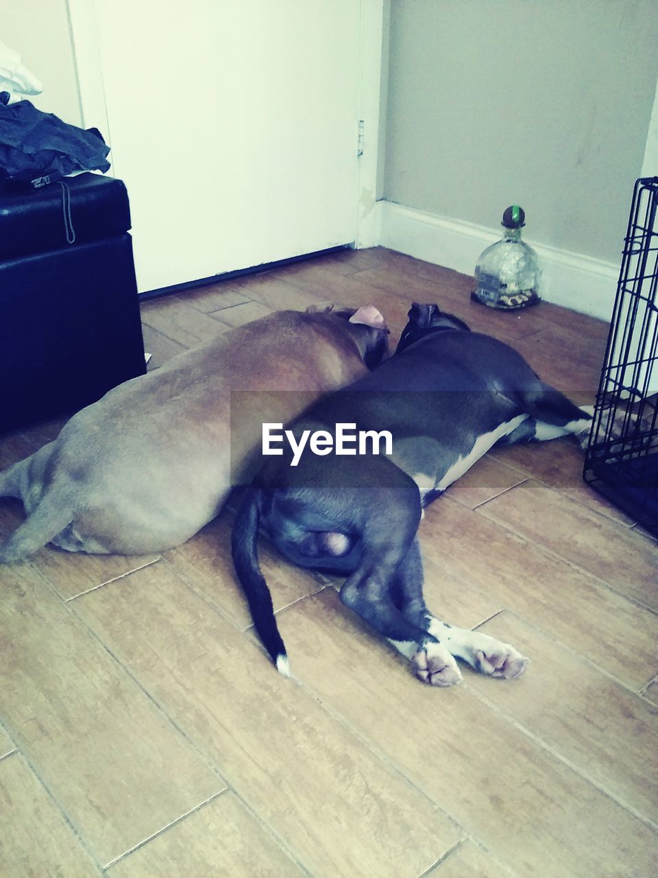 DOG LYING ON FLOOR AT HOME