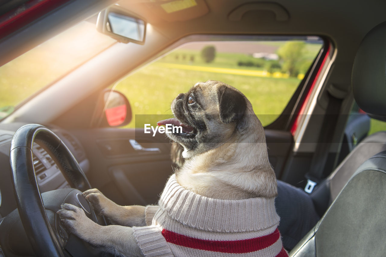 A dog in a sweater controls the car. funny allusion to self-driving cars in the future.