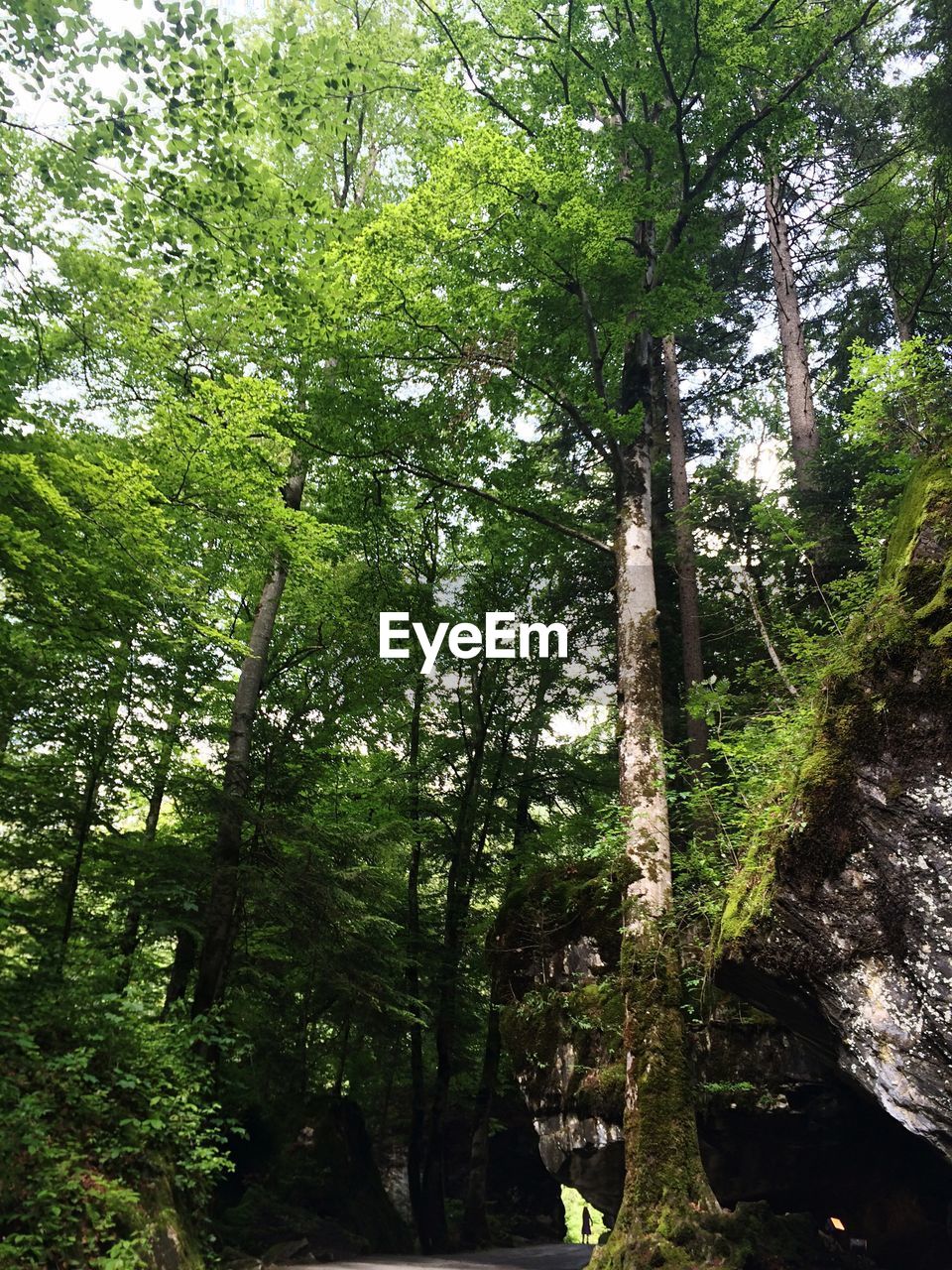 VIEW OF TREES IN FOREST