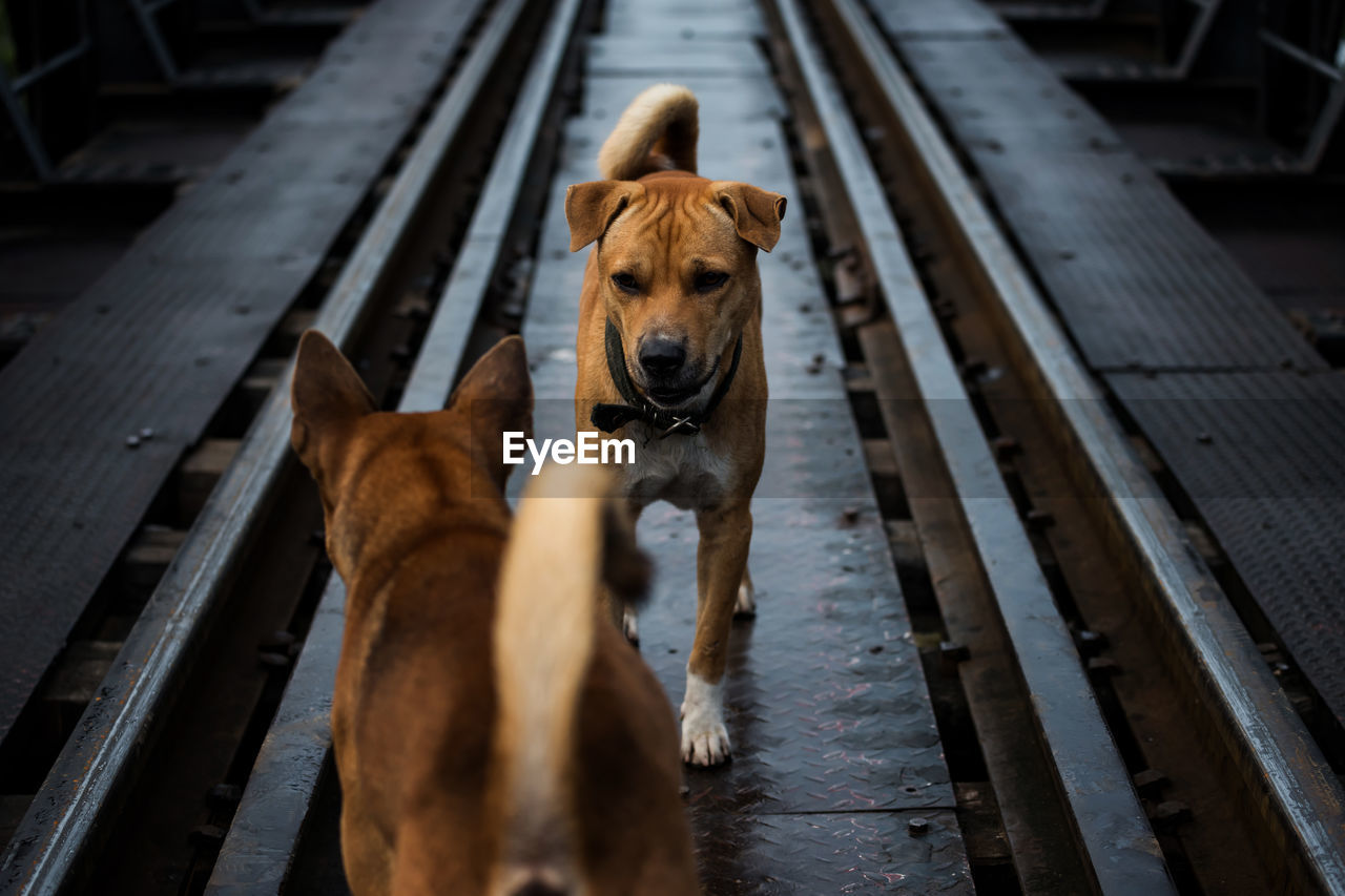 Aggressive dogs stare and fight on train rail