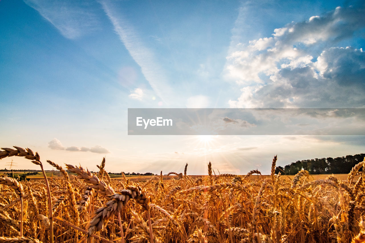 Crops growing on field against sky during sunset