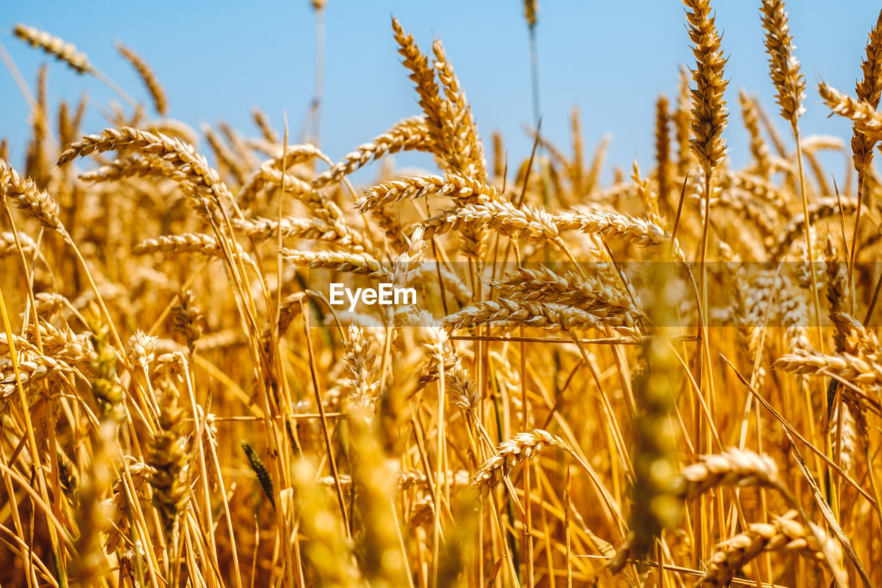 Close-up of wheat growing on field against sky