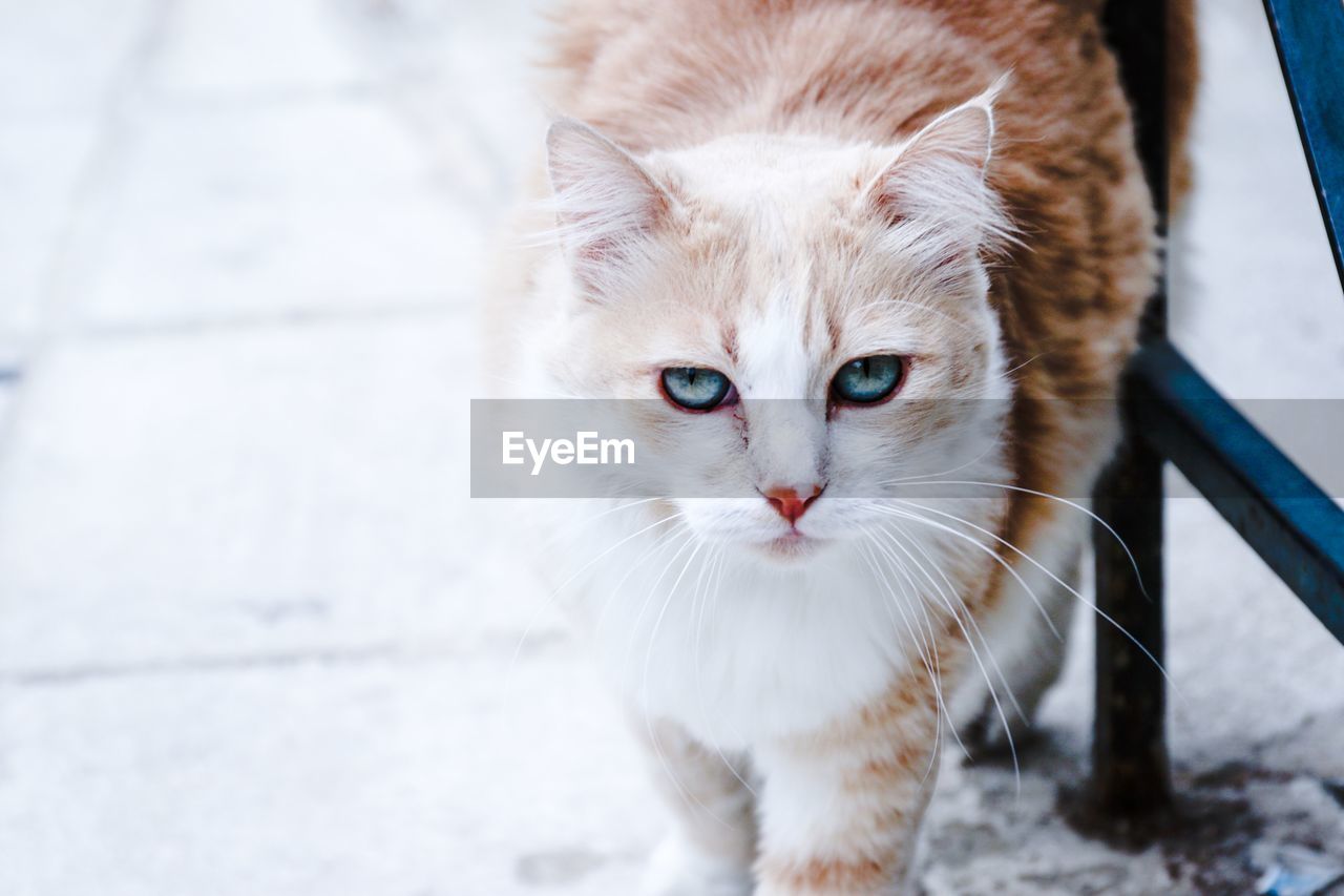 Portrait of cat walking on street