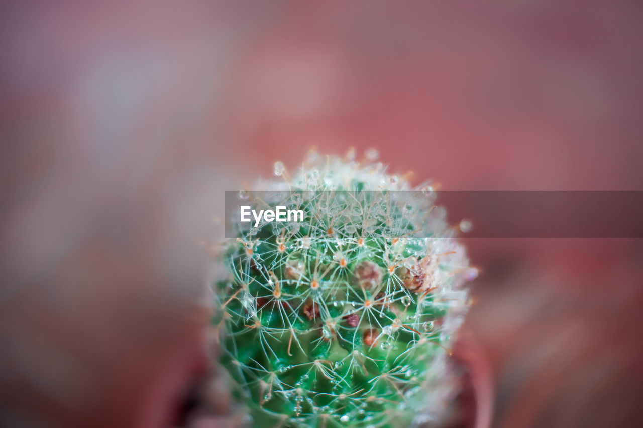 Close-up of cactus plant