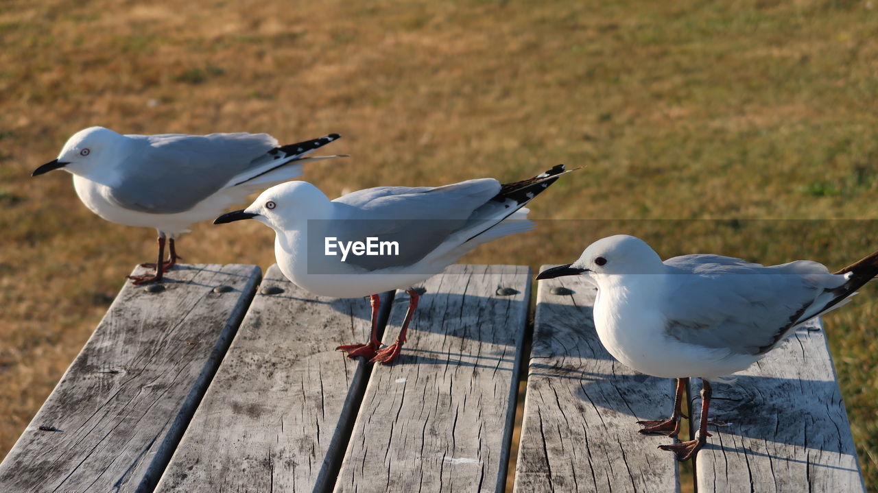 Seagulls perching on bench
