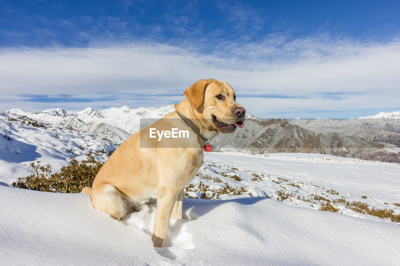 DOG ON SNOW COVERED LANDSCAPE