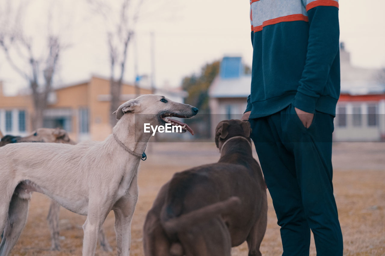 Low section of man and his greyhound dogs