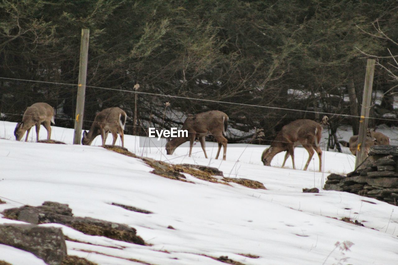 HORSES ON SNOW COVERED LAND