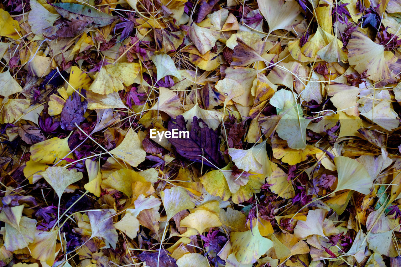 Full frame shot of leaves and petals on field