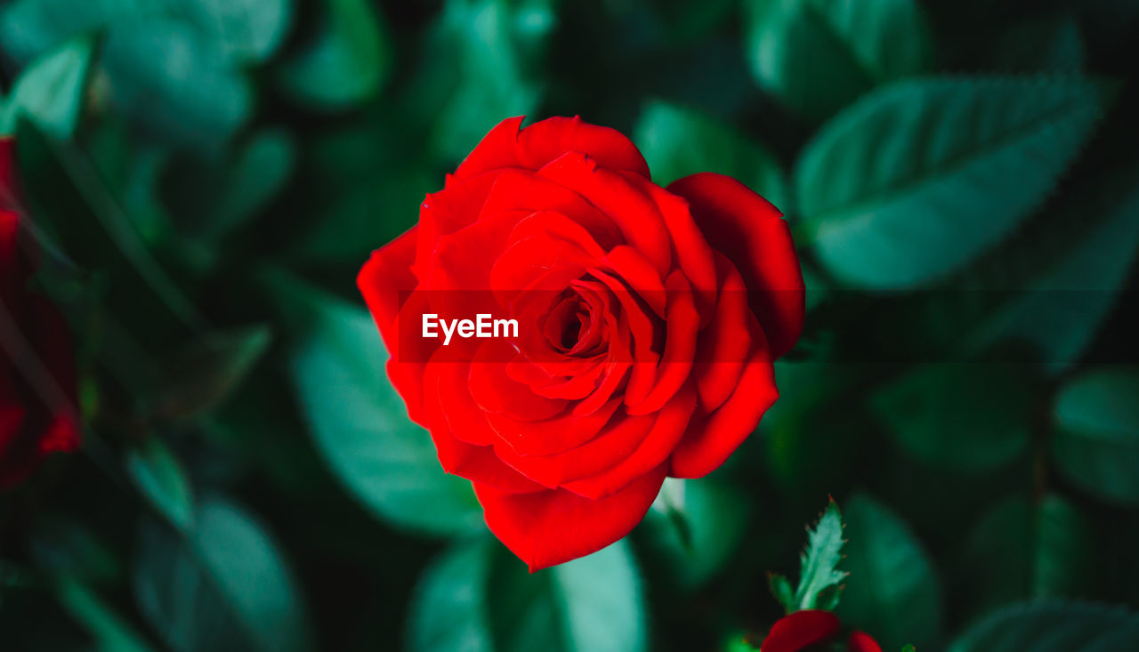 CLOSE-UP OF RED ROSE ON LEAF