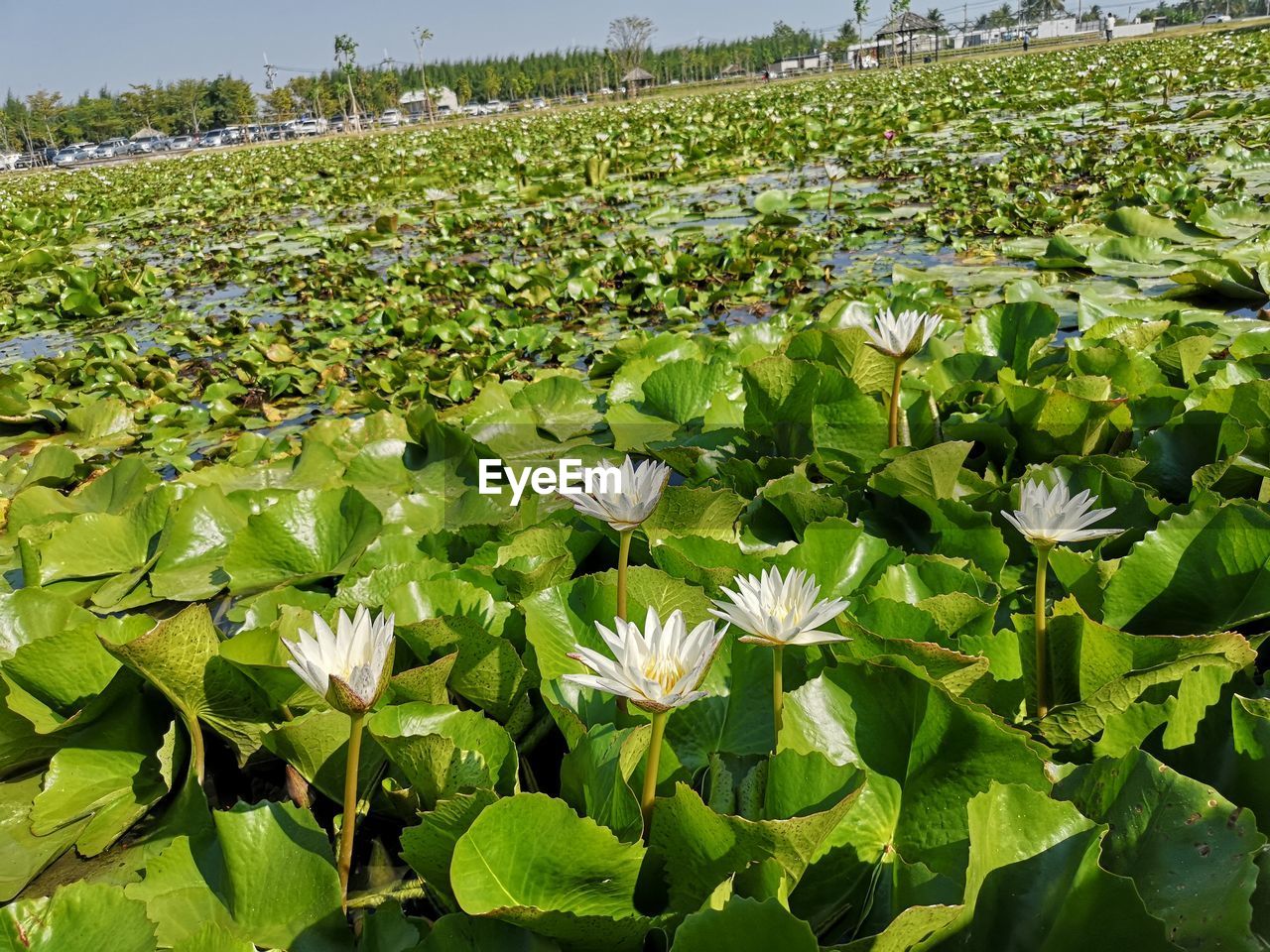 CLOSE-UP OF WHITE WATER LILY ON FIELD