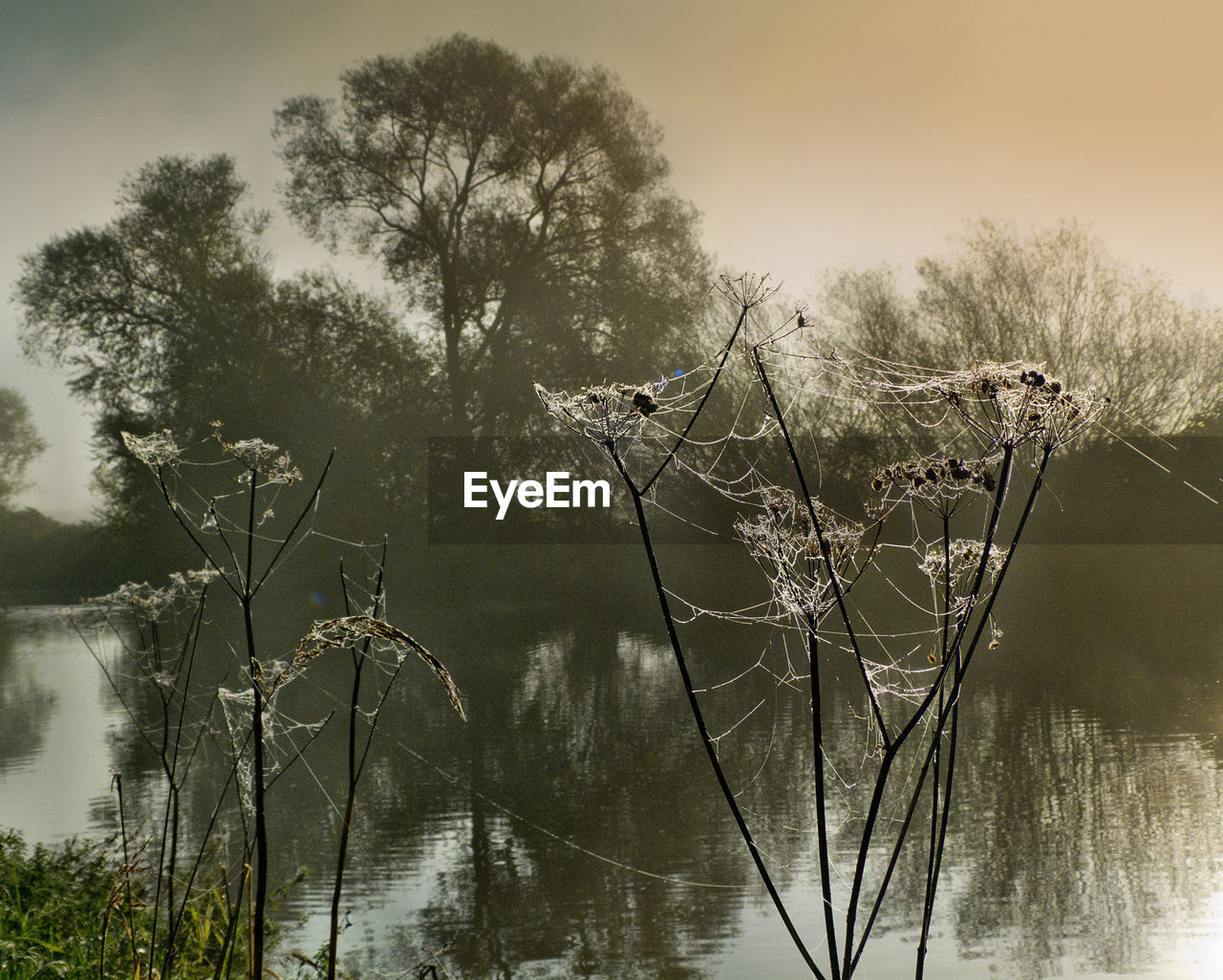 Plants by lake against sky