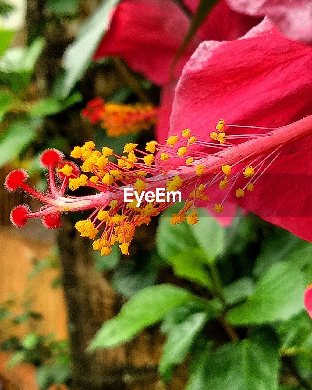 CLOSE-UP OF PINK FLOWER