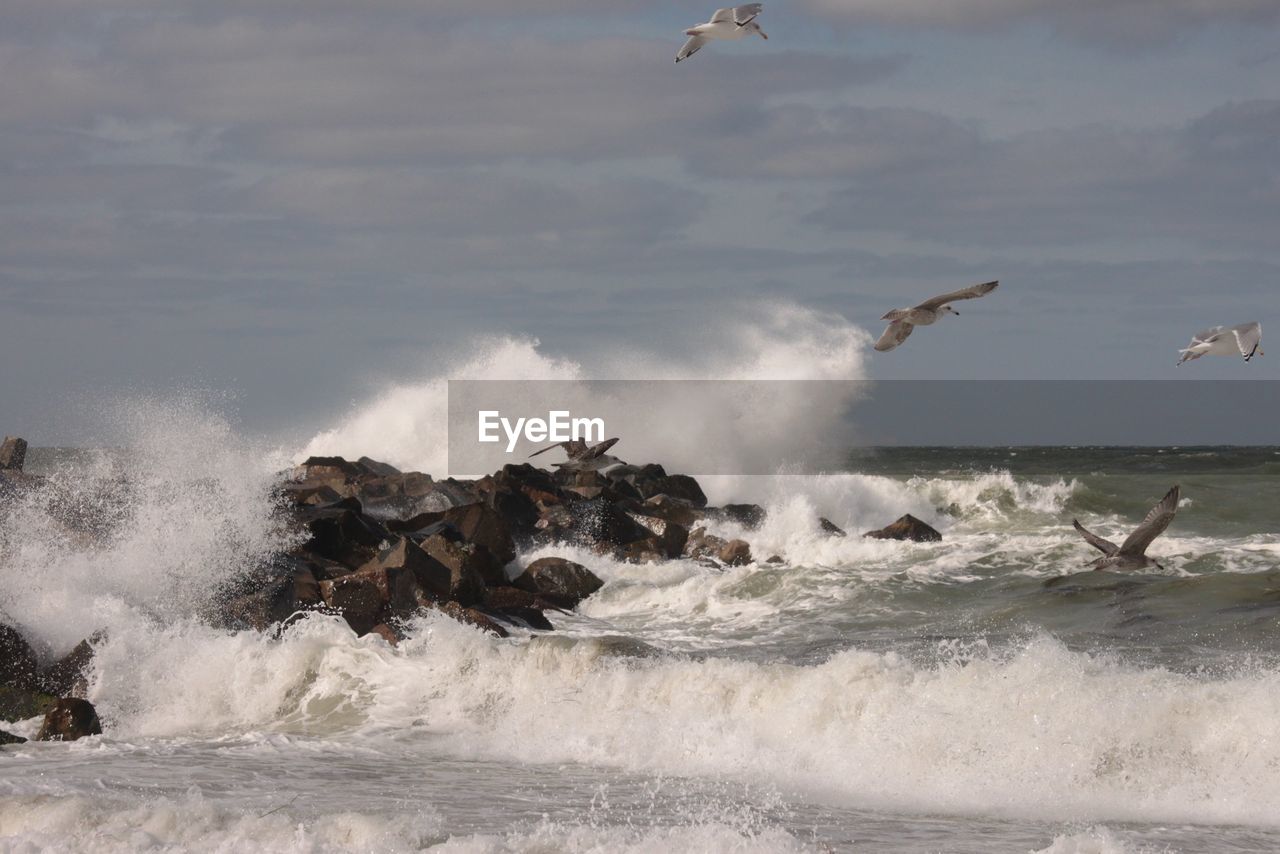 Seagulls flying over sea splashing against rocks