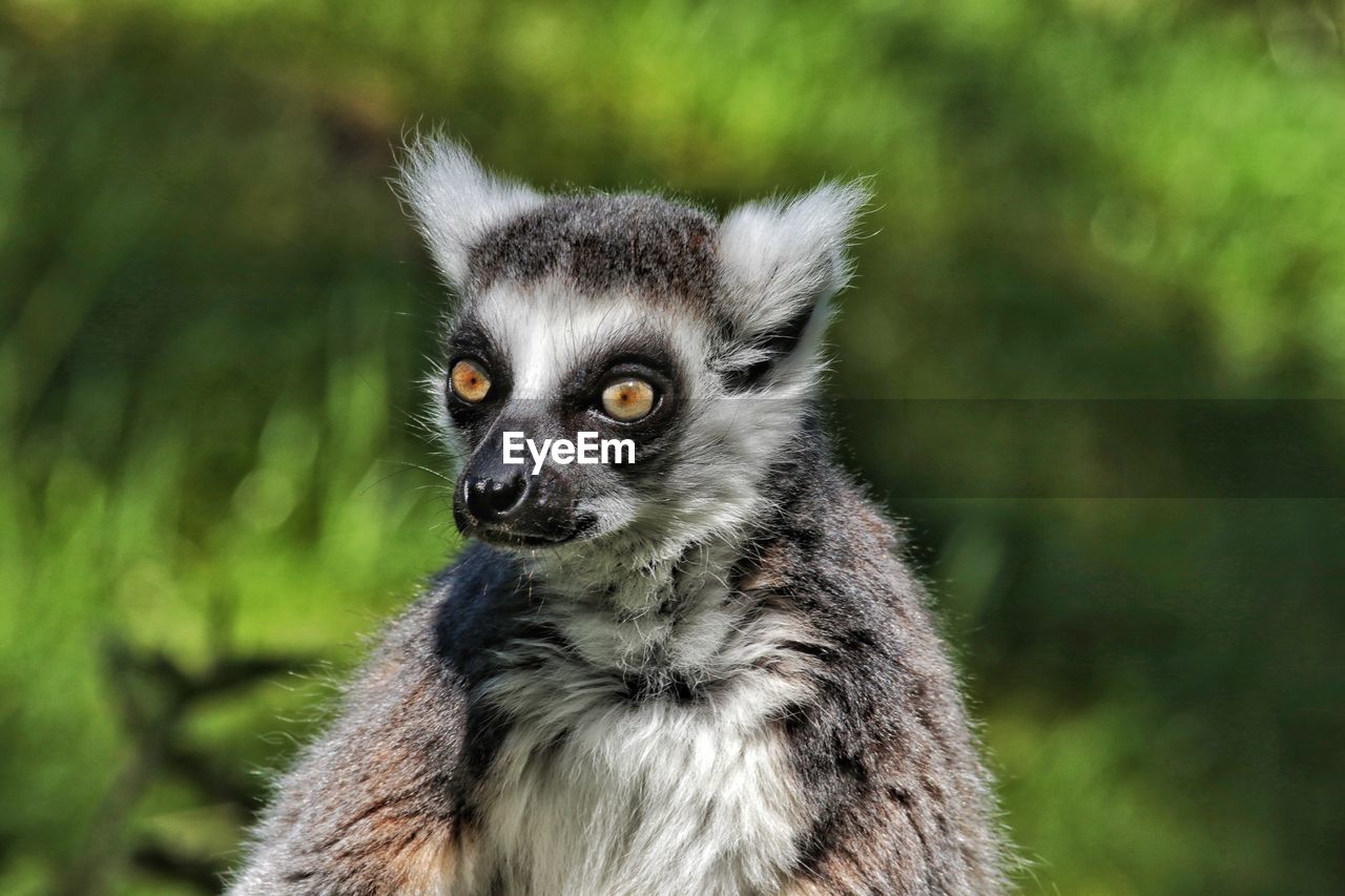 Relaxing lemur in the sun