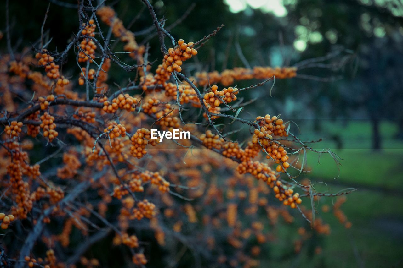 Orange berries growing tree