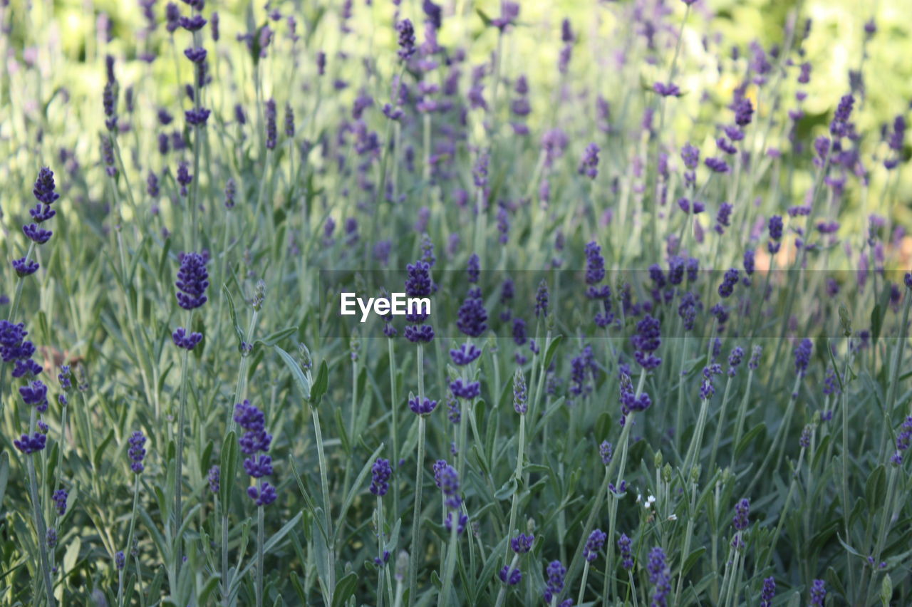 Close-up of lavender growing in field