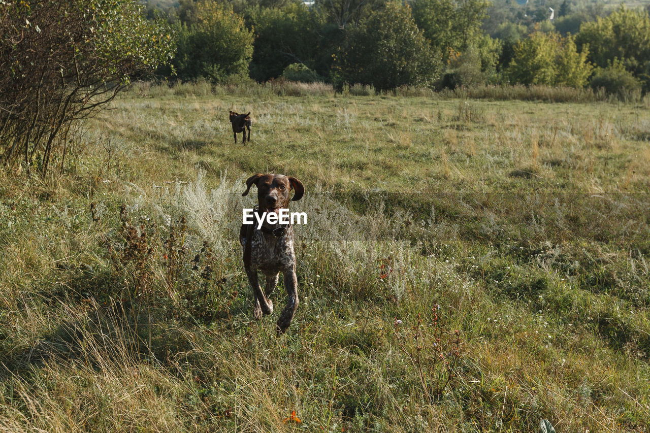 Dog running in field