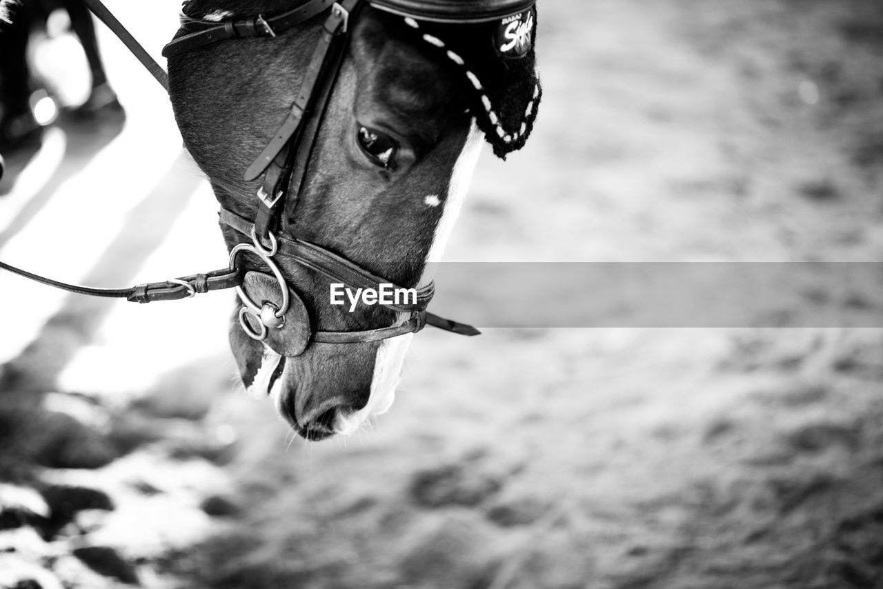 Close-up of horse in sunny day