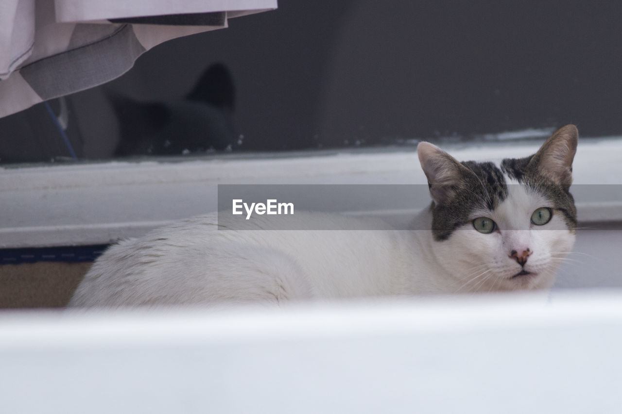 CLOSE-UP PORTRAIT OF A WHITE CAT