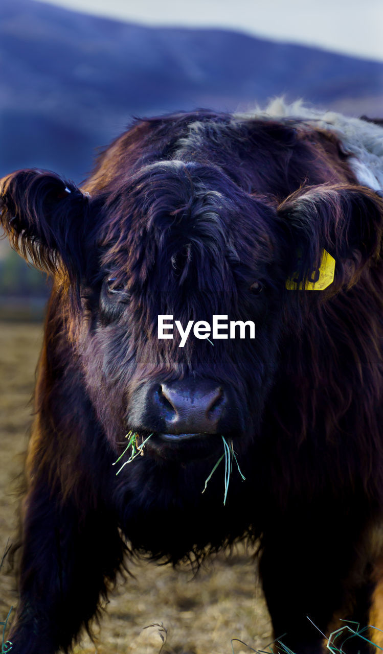 close-up of cow standing on field