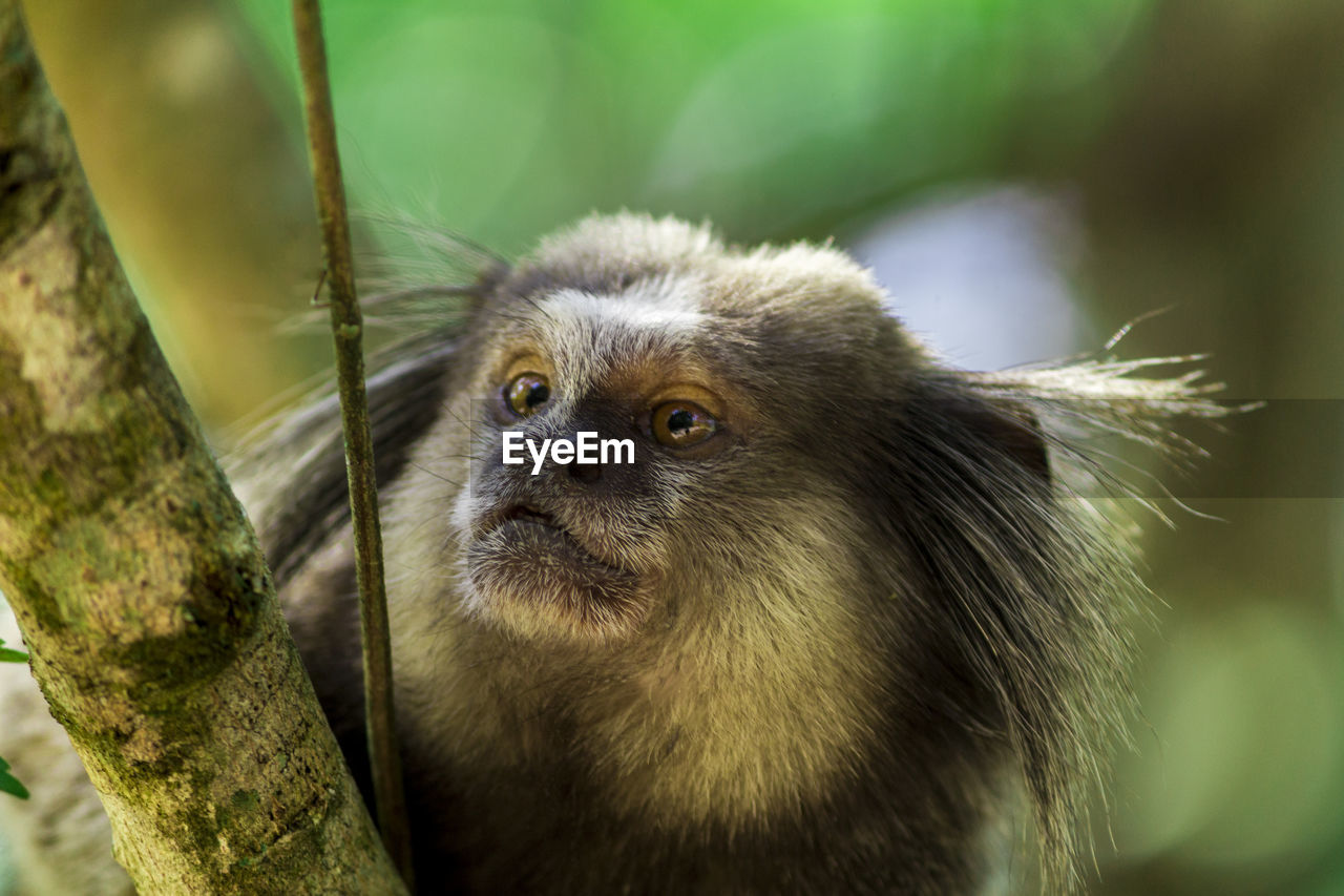 Close-up portrait of a monkey