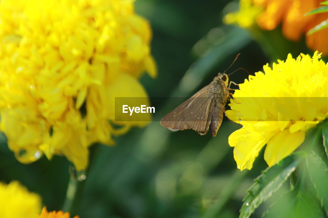 CLOSE-UP OF BUTTERFLY POLLINATING FLOWER