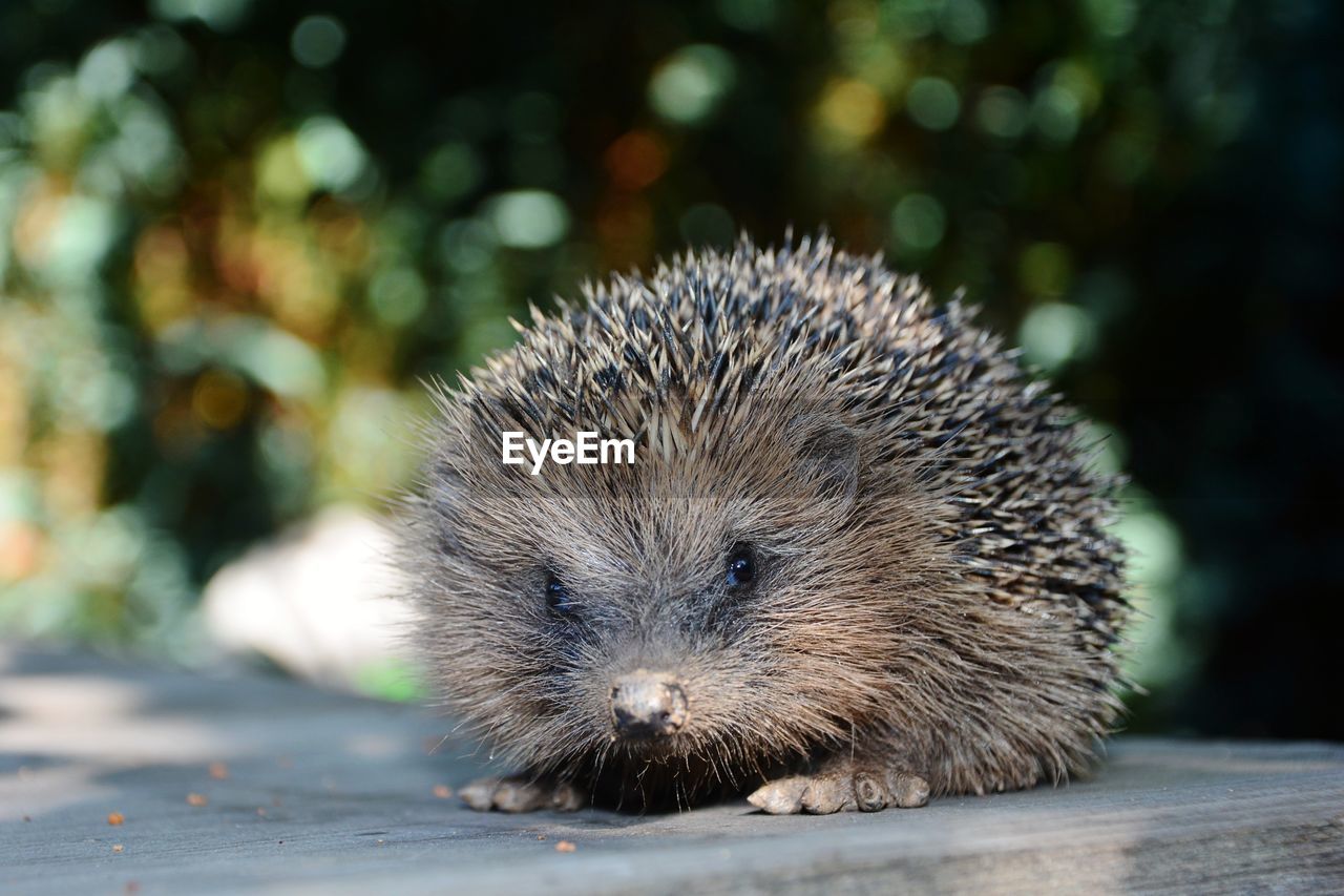 Close-up of an hedgehog on wood