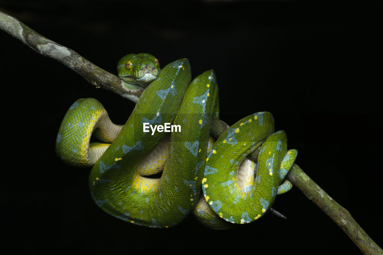 Close-up of green snake on branch against black background