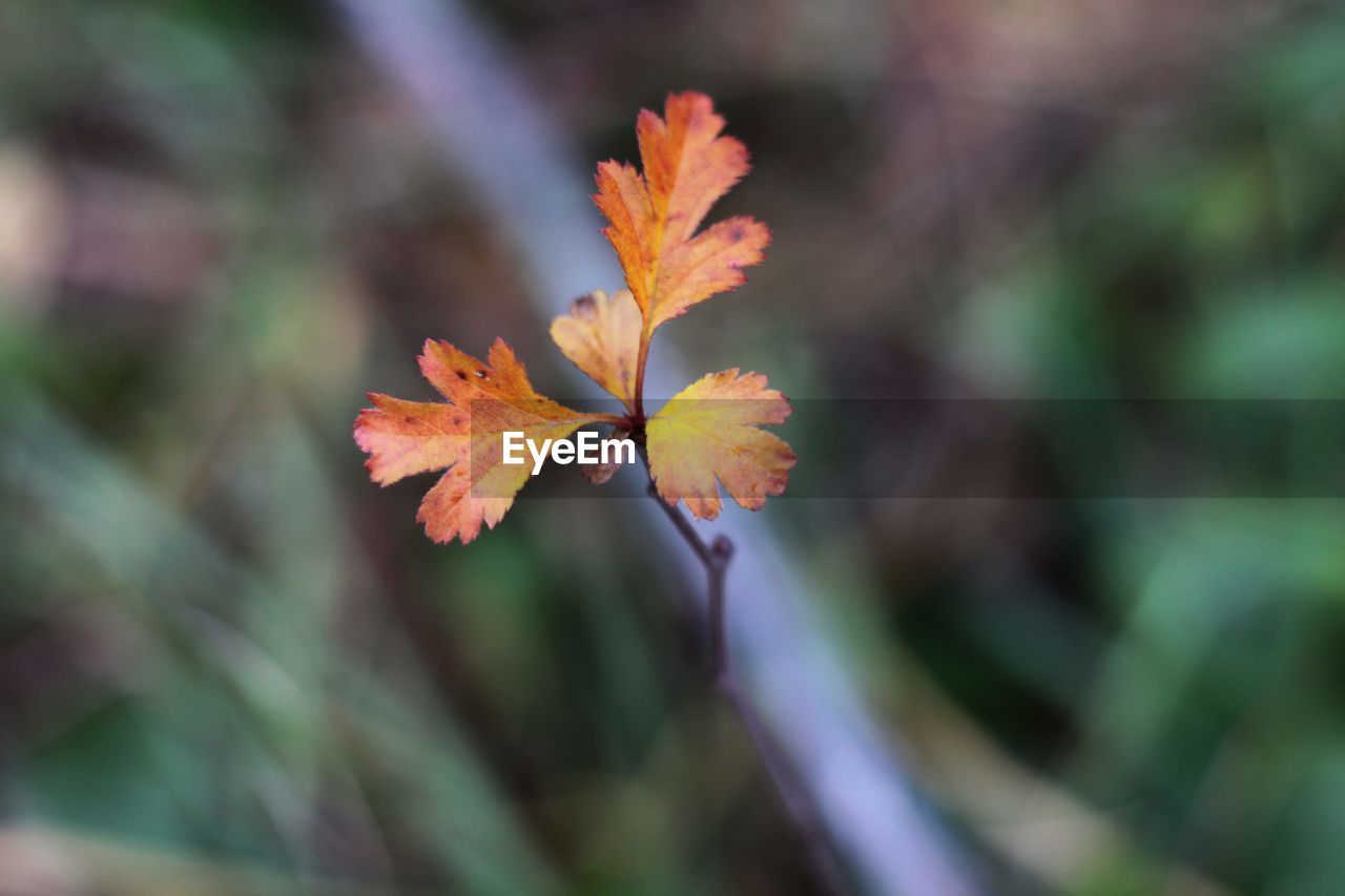 Close-up of maple leaves on plant