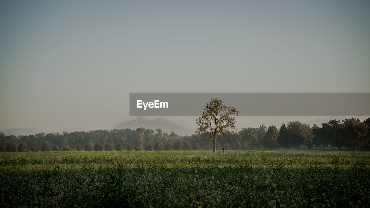 Scenic view of agricultural field against clear sky