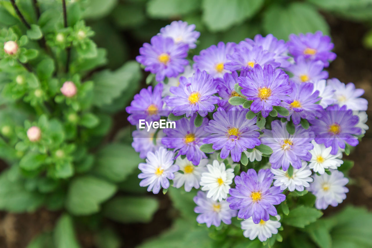 Close-up of purple flowering plants