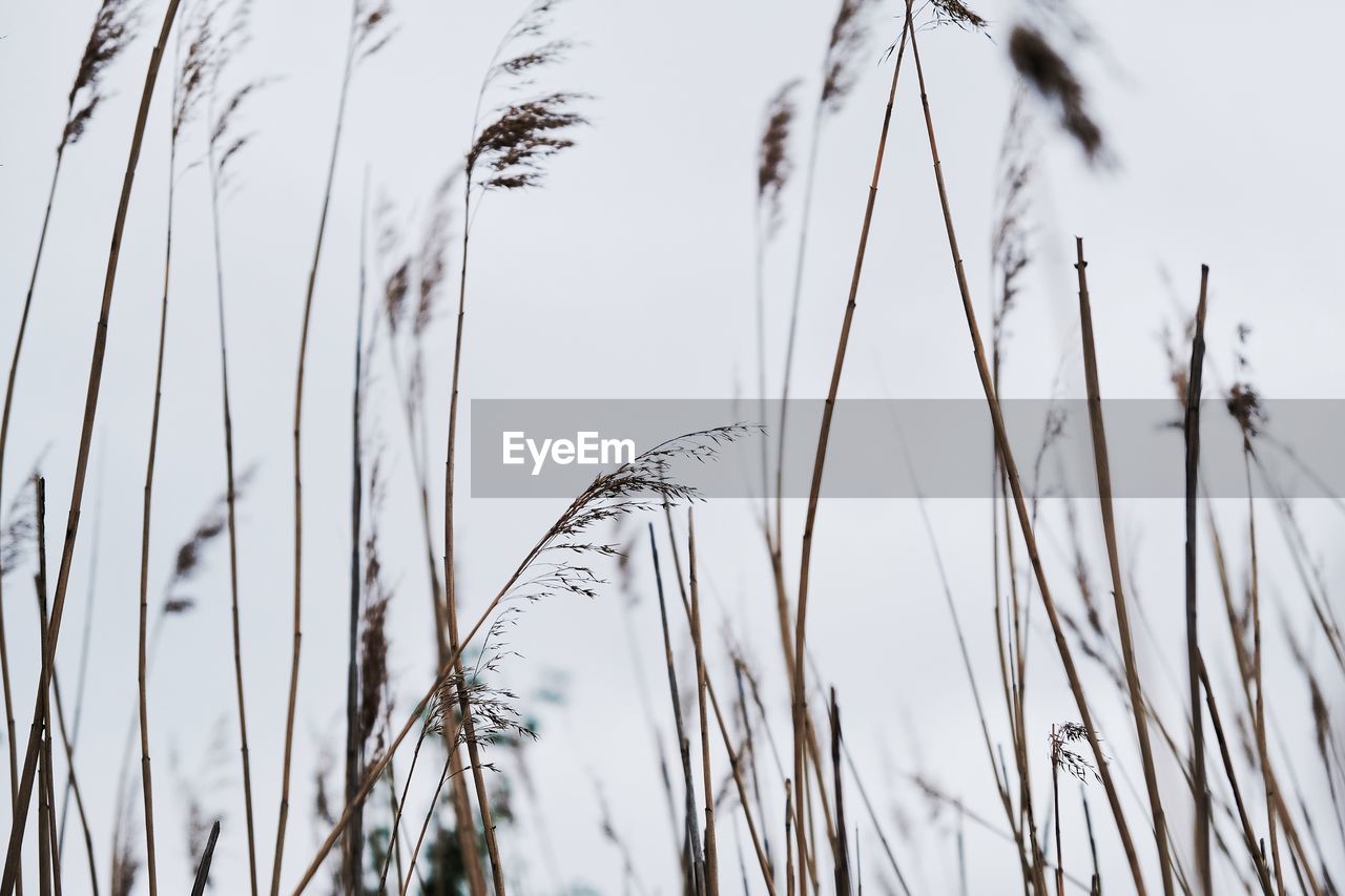 Close-up of reed grass against sky