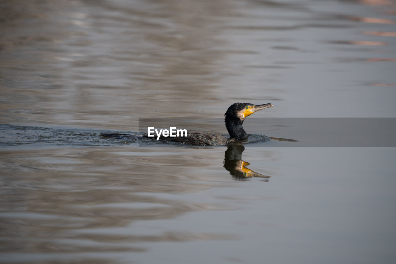 animal themes, animal wildlife, animal, wildlife, bird, water, one animal, reflection, cormorant, lake, beak, no people, nature, wing, yellow, day, outdoors, duck, swimming, close-up, water bird, beauty in nature, waterfront, flying, animal body part, side view, motion