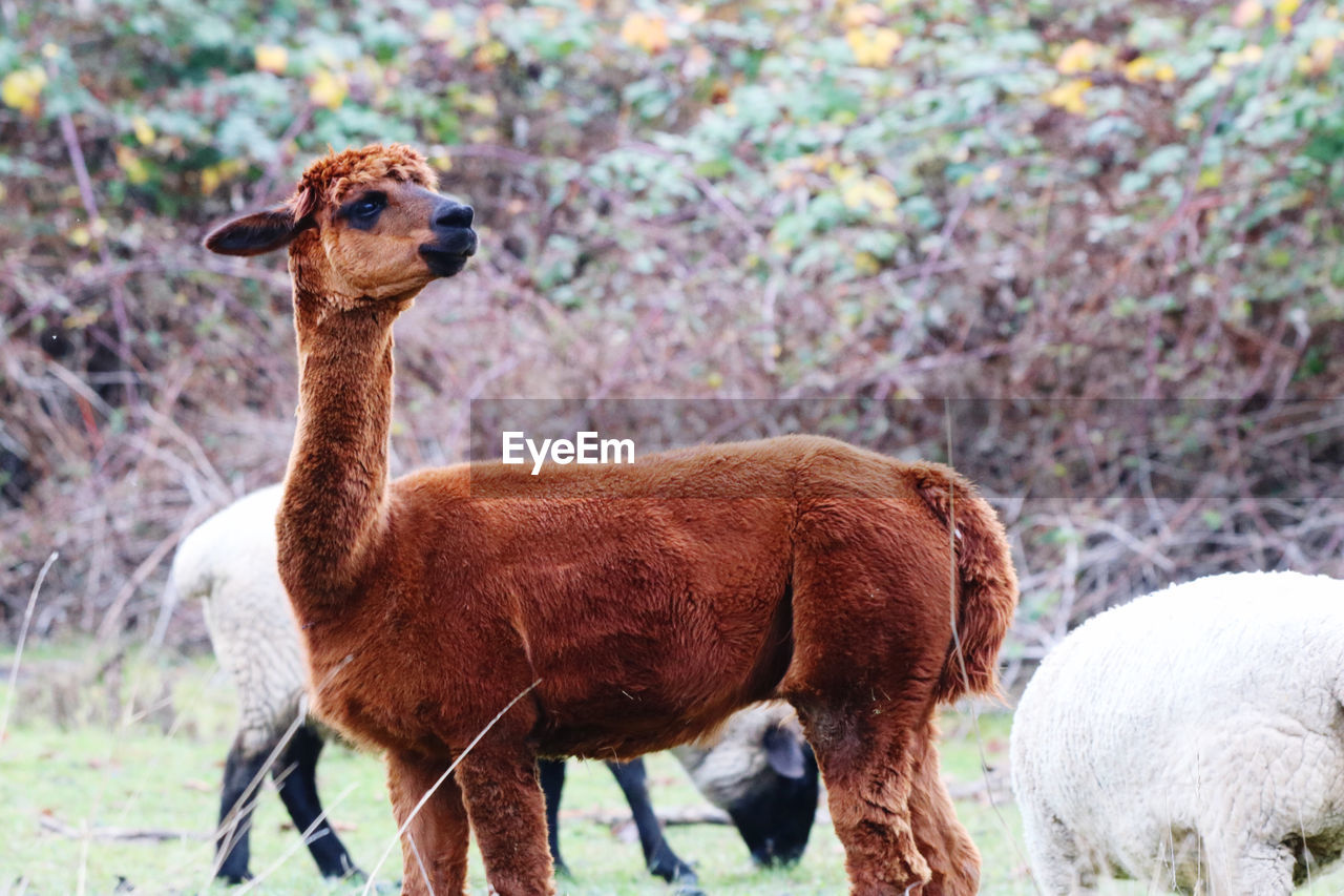 Lamas standing in a field