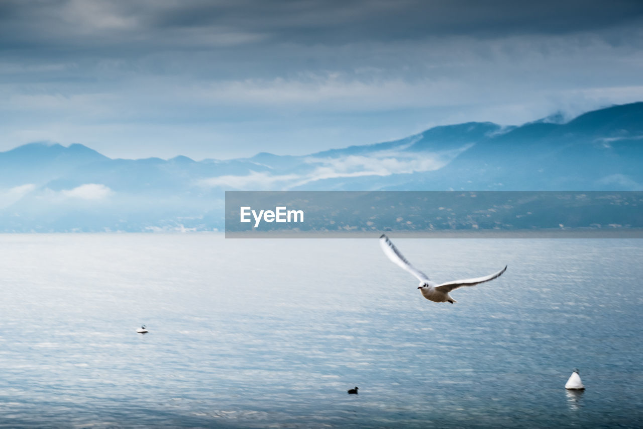 Seagull flying over lake against sky