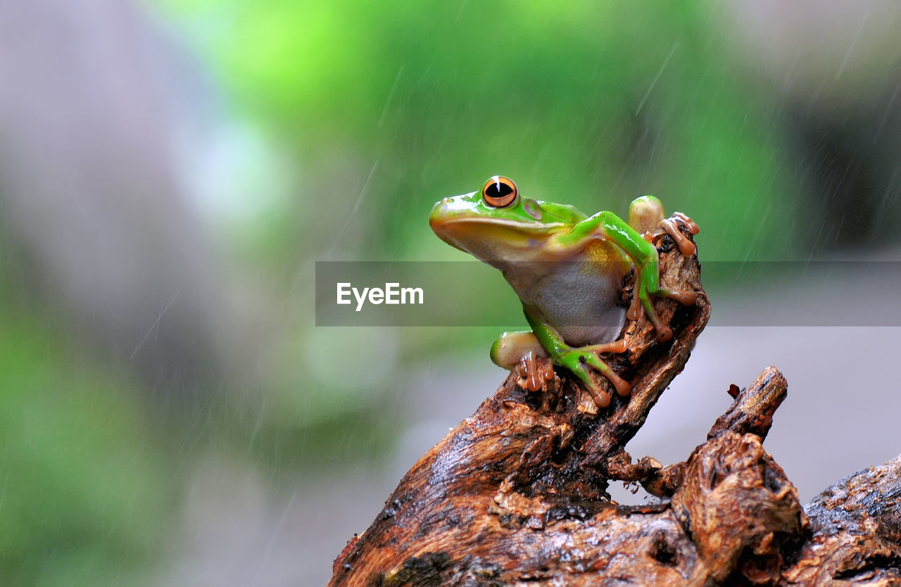 Close-up of frog on branch during rainfall