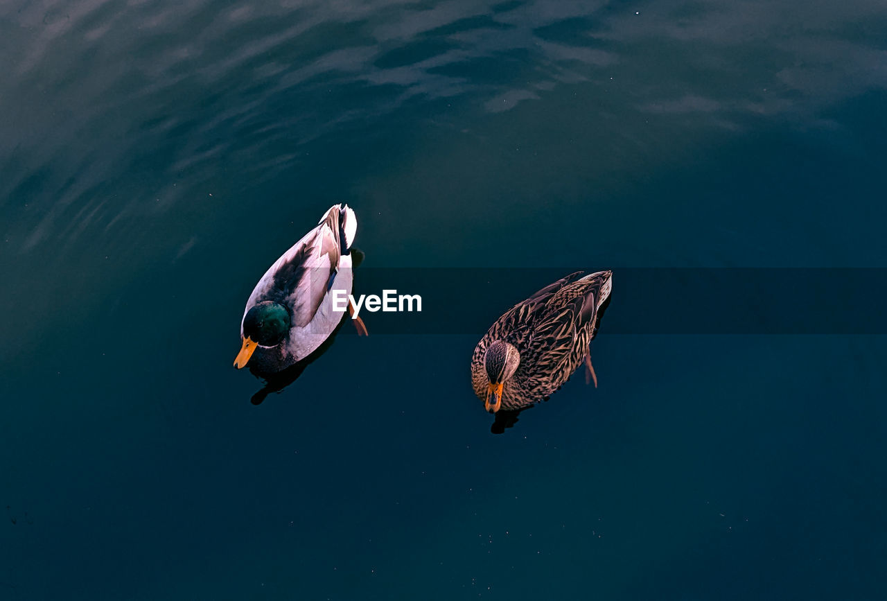 High angle view of ducks swimming in water at iron bridge