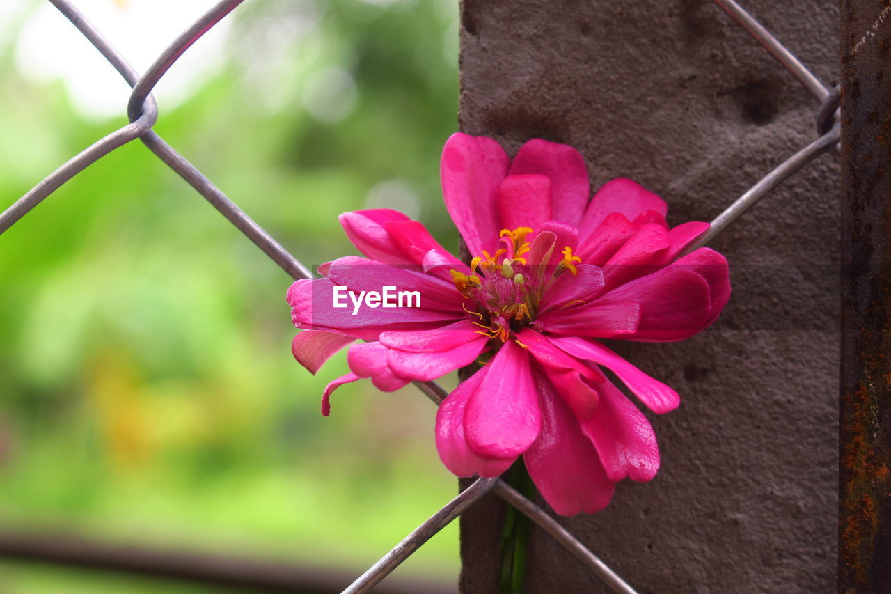 Close-up of pink flower blooming outdoors