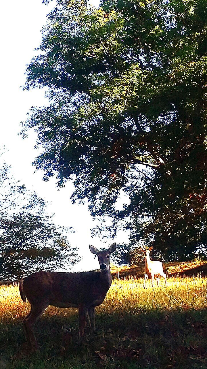 HORSE ON FIELD AGAINST TREES