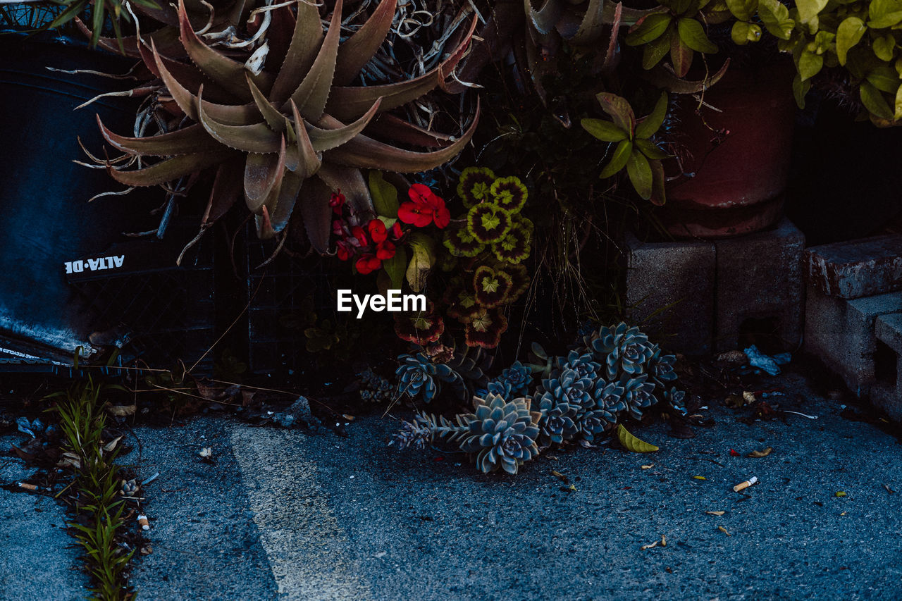 CLOSE-UP OF POTTED PLANT WITH TEXT ON RED WALL