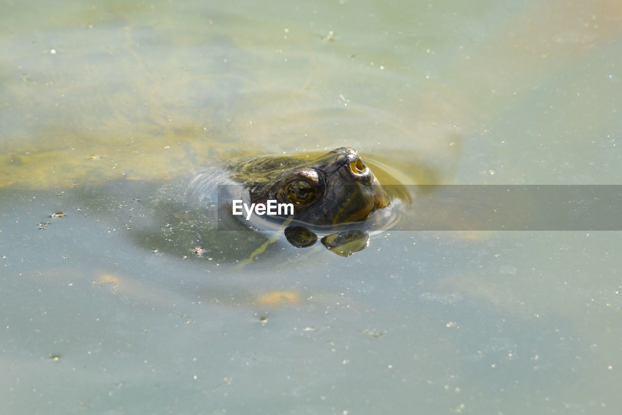 HIGH ANGLE VIEW OF TURTLE IN WATER