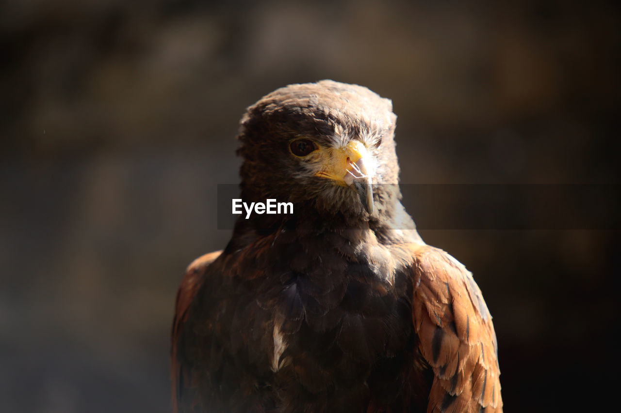 close-up portrait of eagle