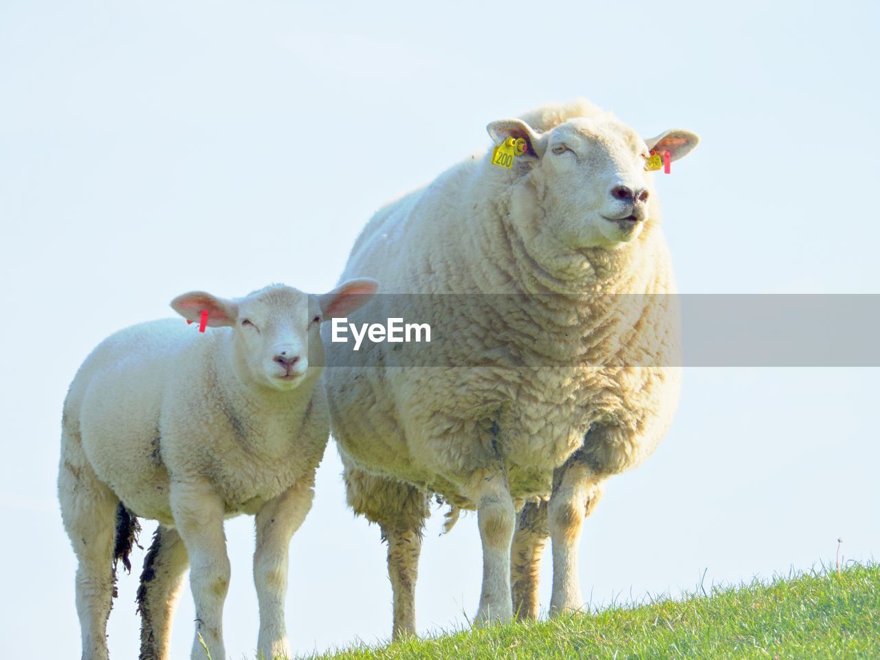 Portrait of sheep on farm