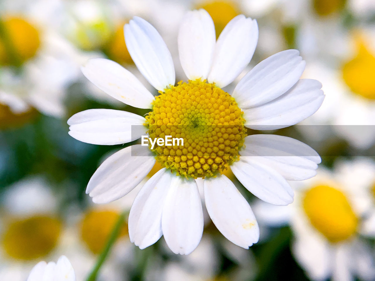 Close up of chamomile flower